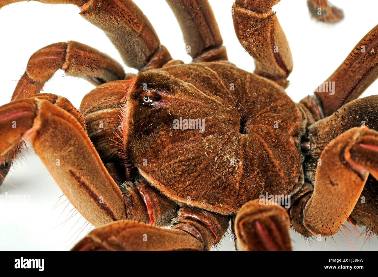Goliath birdeater tarantula (Theraphosa stirmi), Prosoma Stock Photo