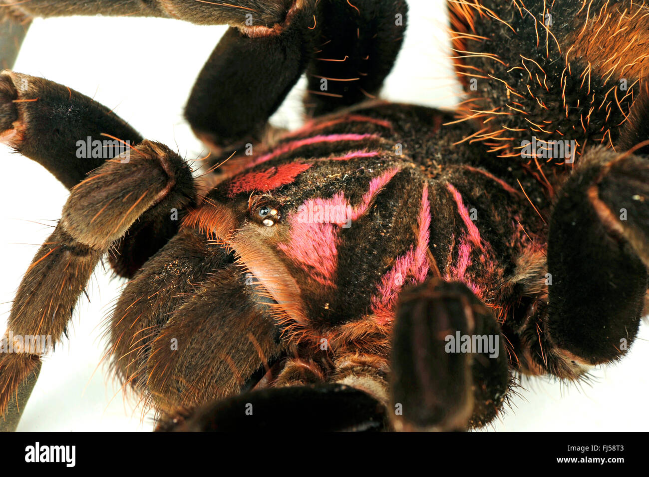 Colombian Lesserblack, Colombian lesserblack tarantula, colombian lesser black, Purple Bloom Bird-Eating Spider (Xenesthis immanis), prosomaa, cut-out Stock Photo