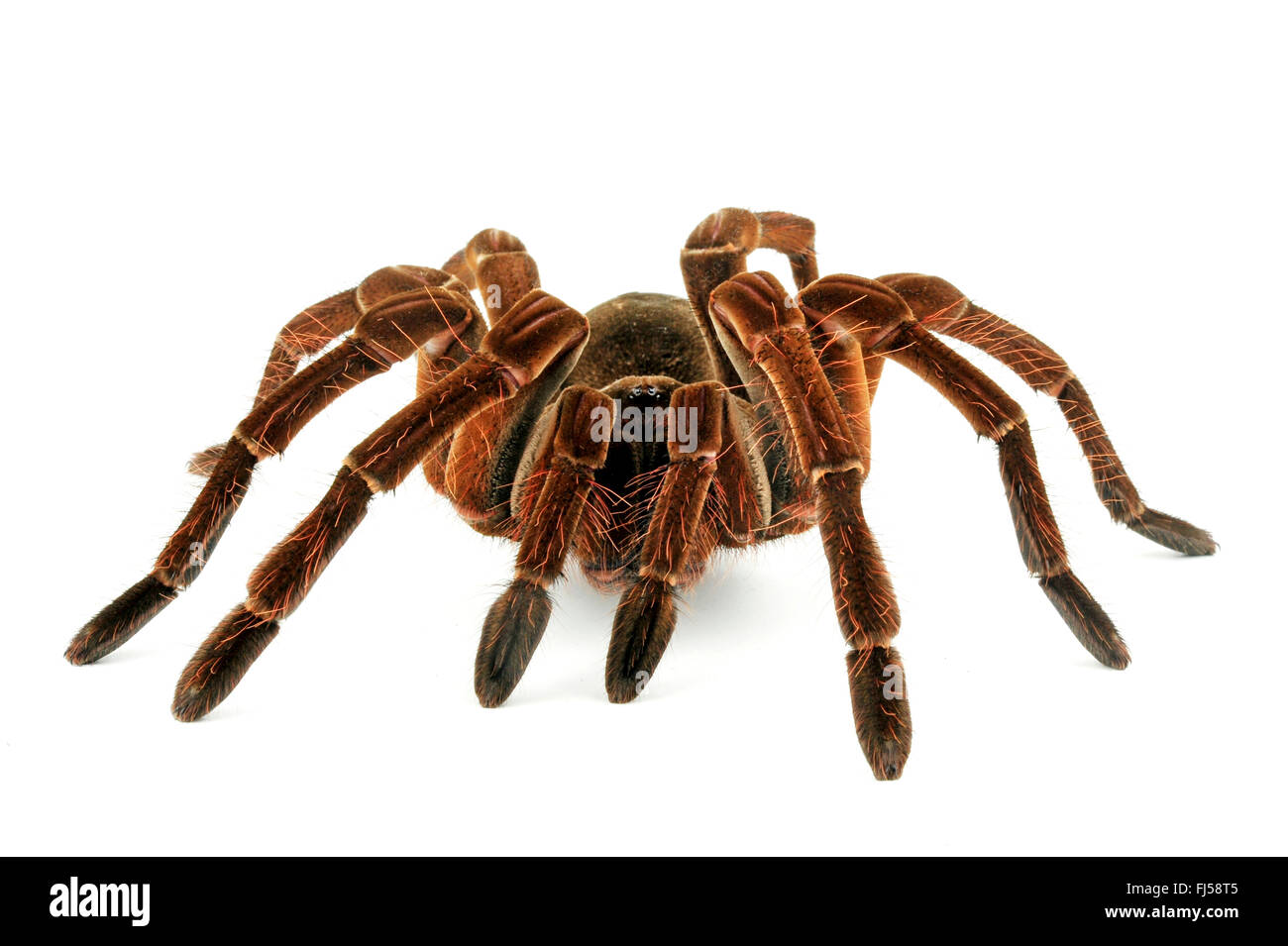 Goliath birdeater tarantula (Theraphosa stirmi), one of the largest bird spiders in the world Stock Photo