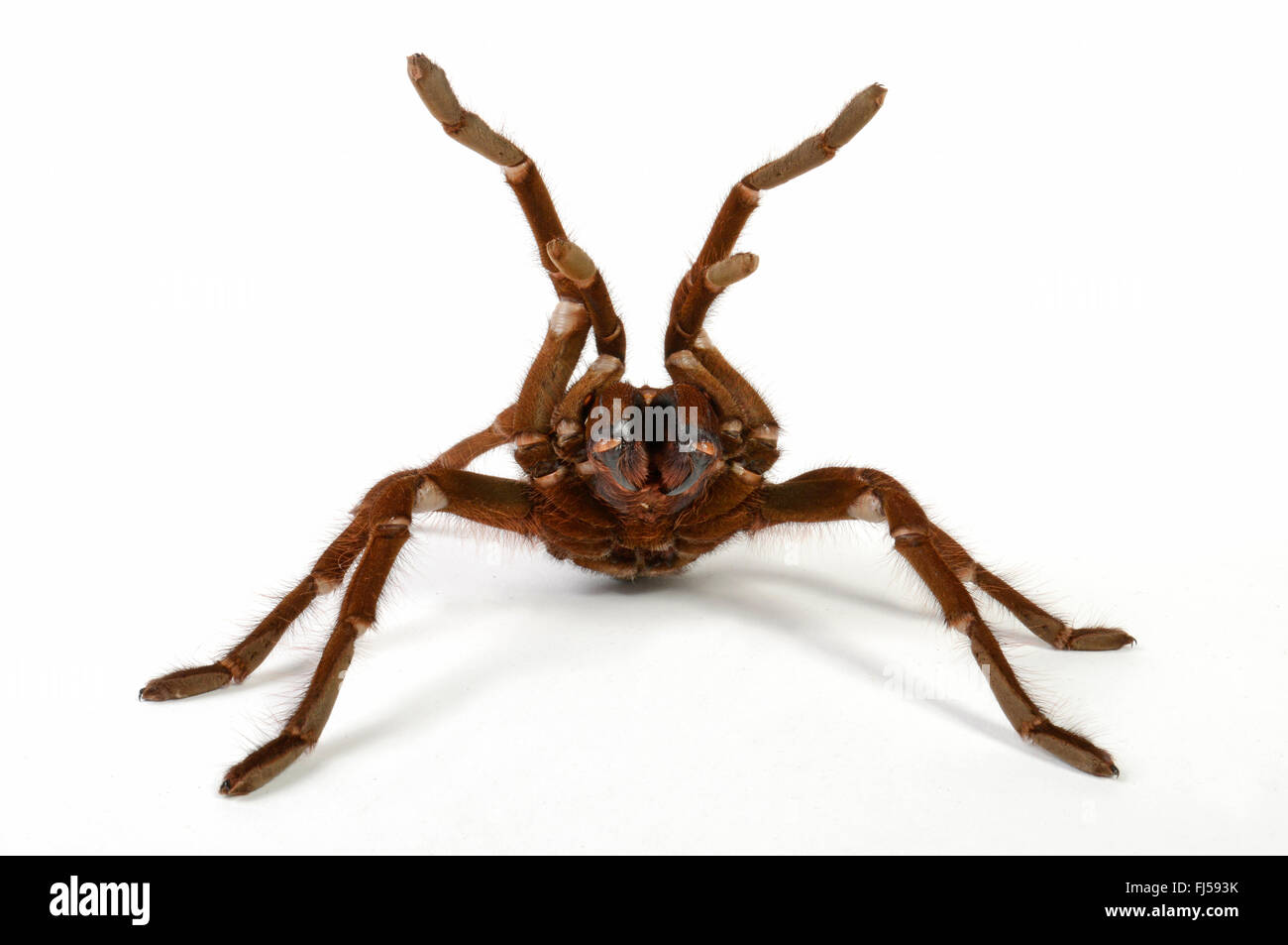 Goliath pinkfoot tarantula, Pinkfoot Goliath Birdeater Tarantula, Pinktoe Goliath Birdeater Tarantula  (Pseudotheraphosa apophysis, Theraphosa apophysis), in defense posture, cut-out Stock Photo