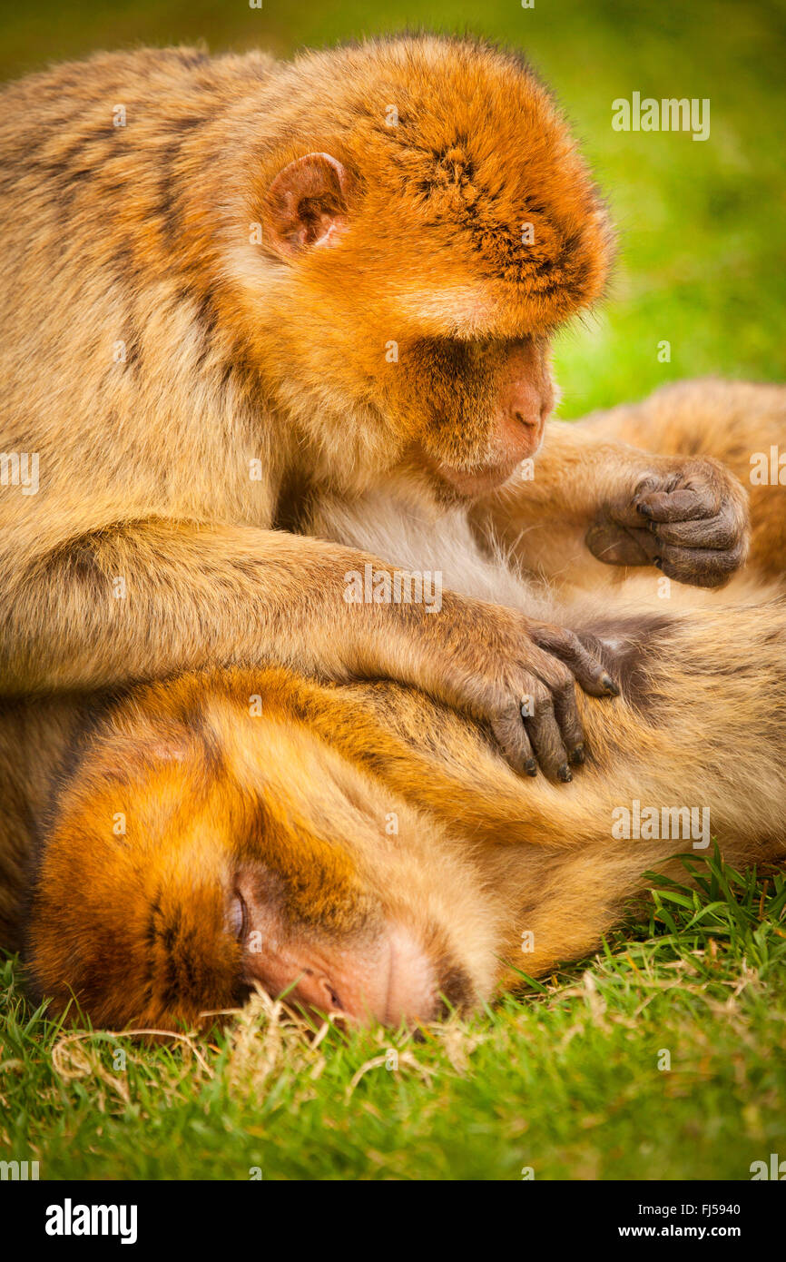 barbary ape, barbary macaque (Macaca sylvanus), one  barbary ape grooms another Stock Photo