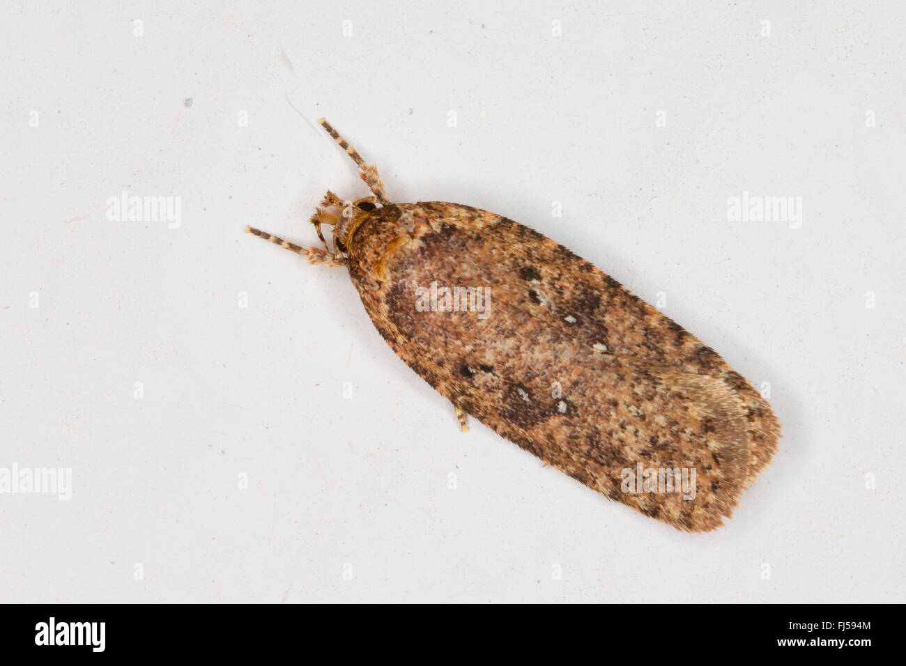 Common Flat-body (Agonopterix spec., Agonopterix heracliana oder Agonopterix ciliella), sits on a wall Stock Photo