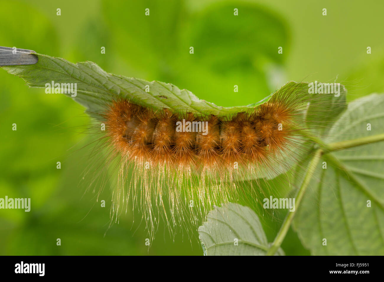 The Matron, Large Tiger (Pericallia matronula), caterpillar on a leaf, Germany Stock Photo