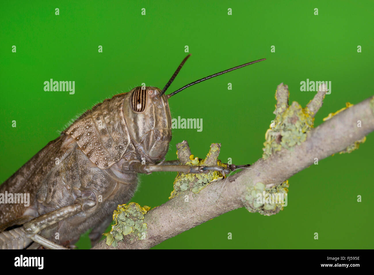 Egyptian grasshopper, Egyptian Locust (Anacridium aegyptium, Anacridium aegypticum), portrait Stock Photo