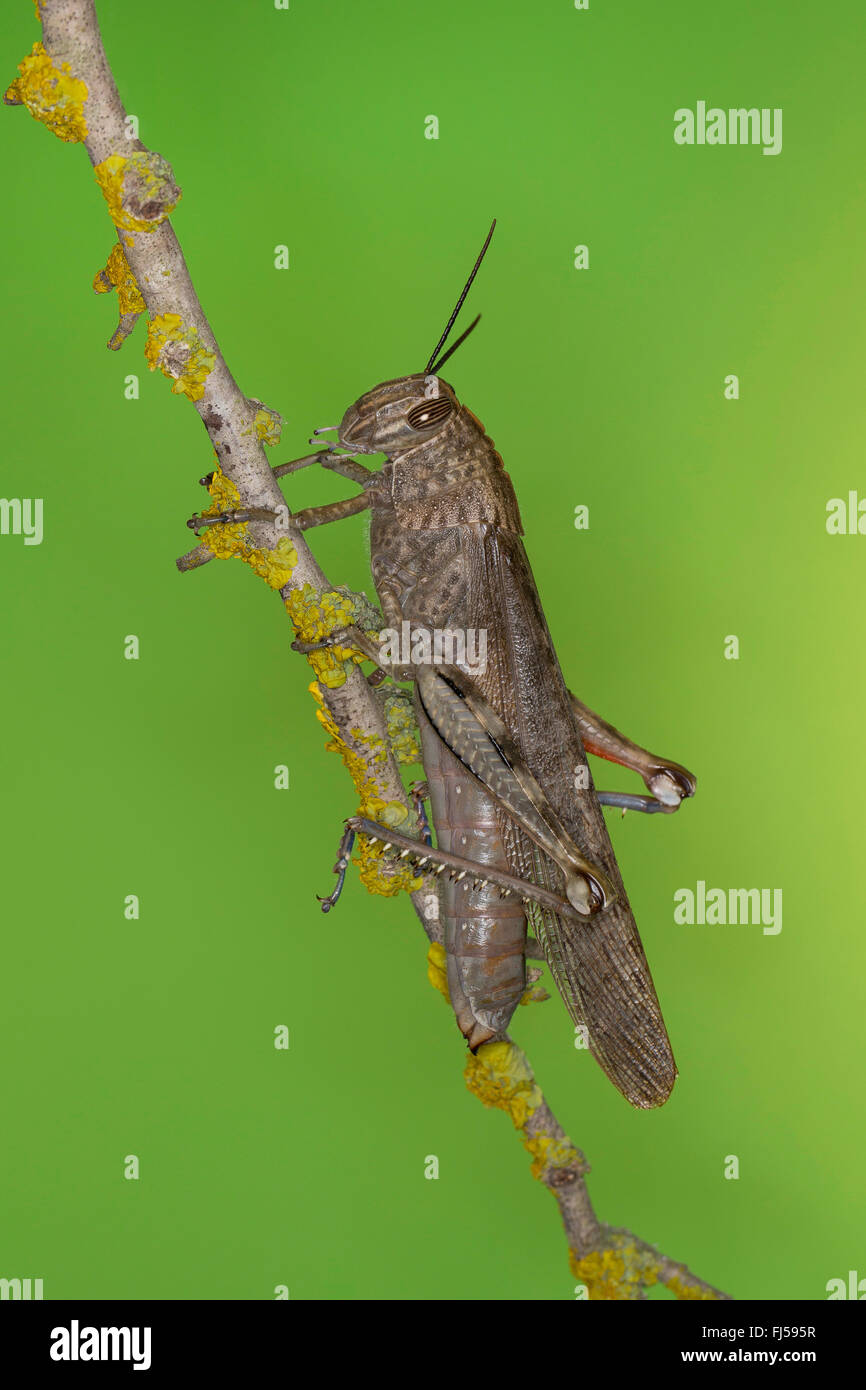 Egyptian grasshopper, Egyptian Locust (Anacridium aegyptium, Anacridium aegypticum), on a twig Stock Photo