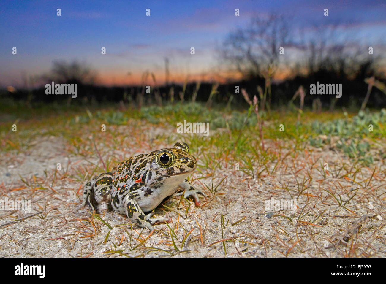 Eastern European spadefoot, Syrian spadefoot (Pelobates syriacus), Syrian spadefoot lurking for prey at sunset, Romania, Dobrudscha, Donaudelta, Donau-Delta, Vadu Stock Photo