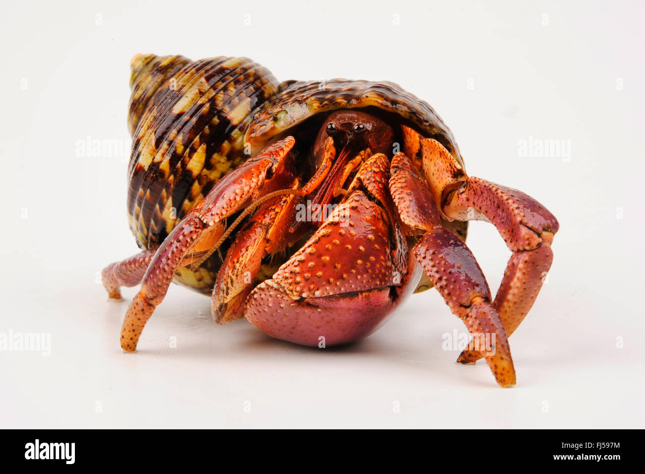 Land hermit crab coenobita brevimanus hi-res stock photography and ...