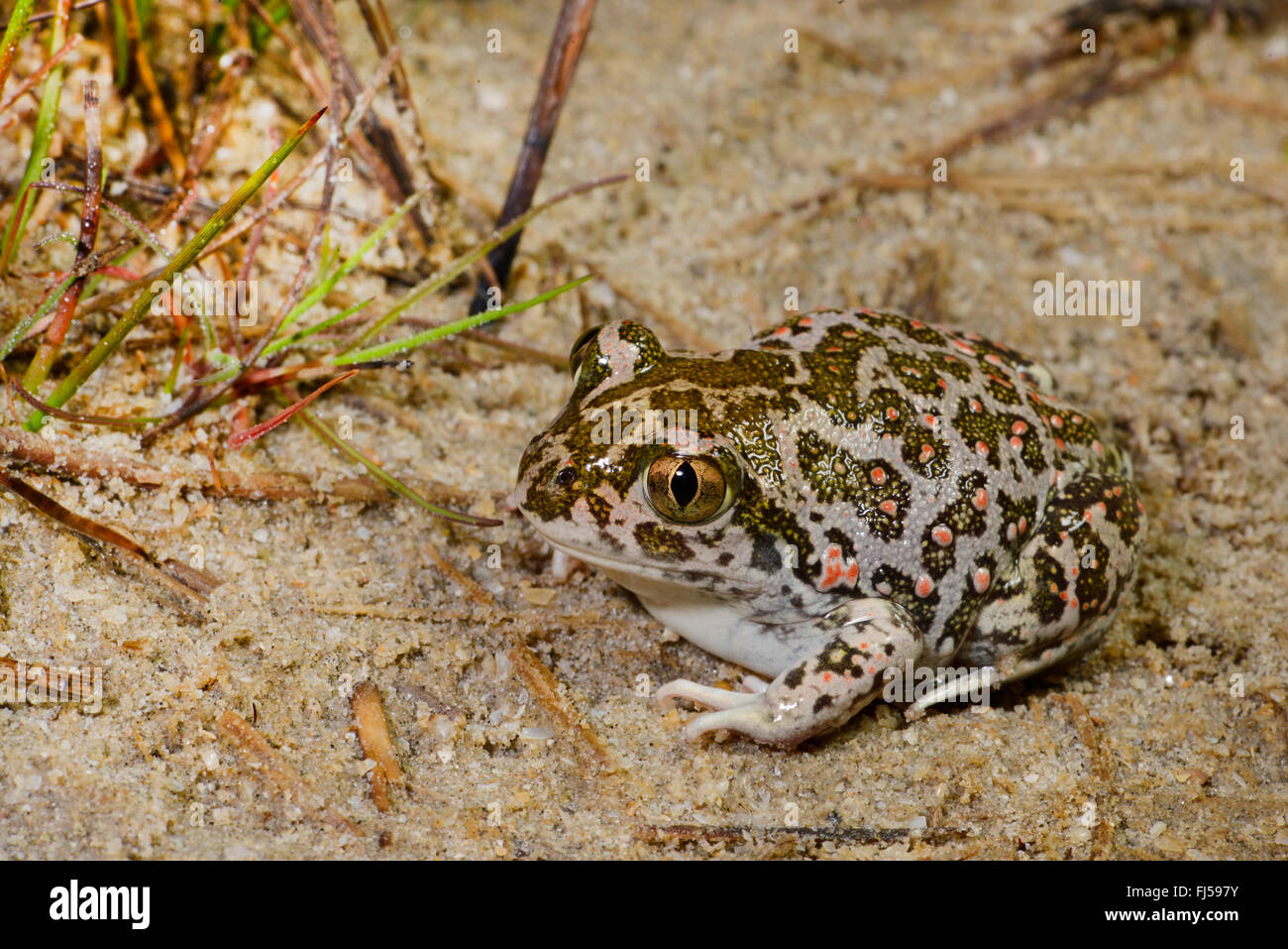 Eastern European spadefoot, Syrian spadefoot (Pelobates syriacus), Syrian spadefoot sitting on sandy ground, full-length portrait, Romania, Dobrudscha, Donaudelta, Donau-Delta, Vadu Stock Photo