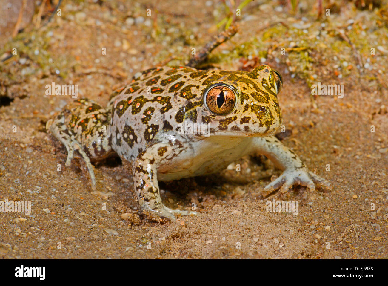 Eastern European spadefoot, Syrian spadefoot (Pelobates syriacus