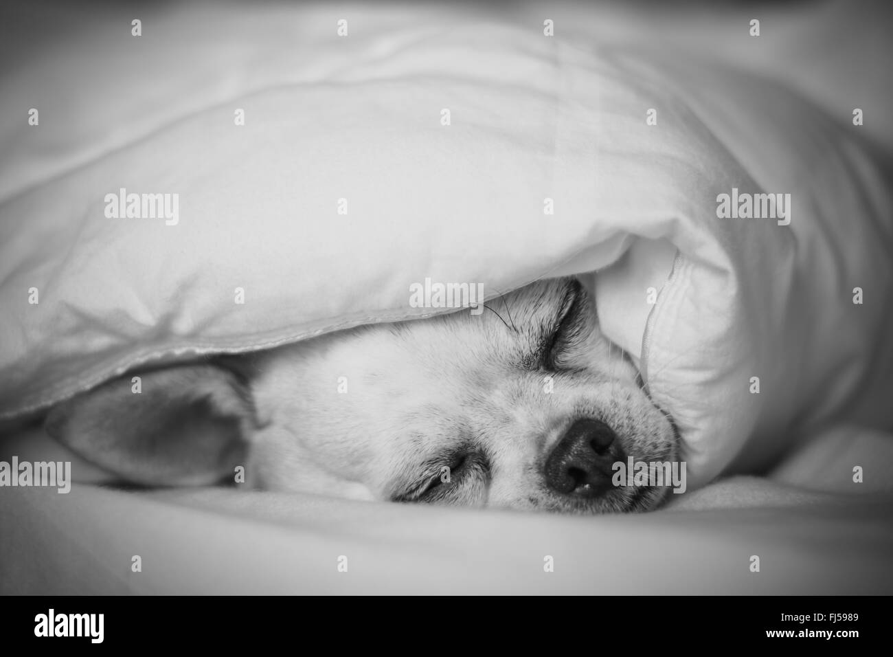 Dog sleeping under blanket Stock Photo