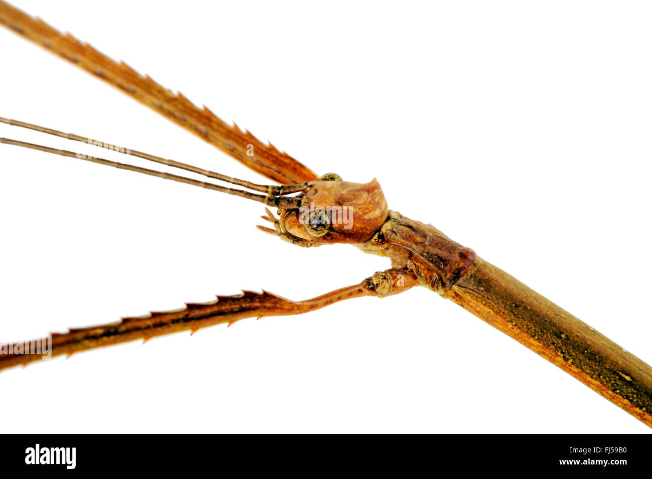 Giant Green Stick Bug (Pharnacia biceps), head with feelers, Indonesia