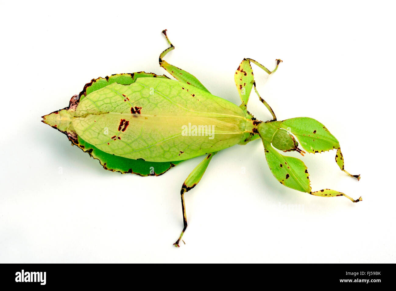 Celebes Leaf Insect, leaf insect, walking leave (Phyllium celebicum), female, cutted out Stock Photo
