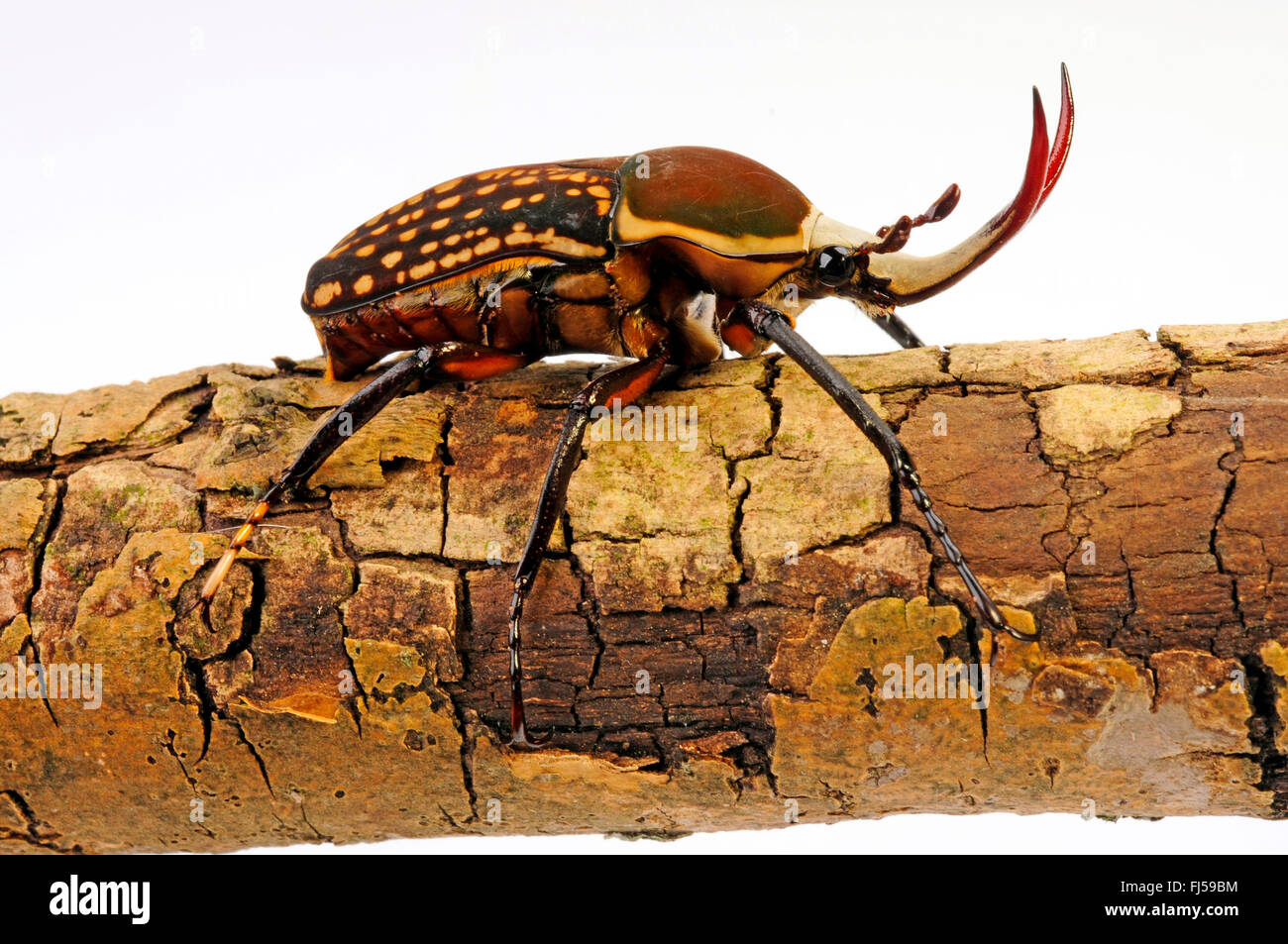 Spotted fruit chafer beetle hires stock photography and images Alamy