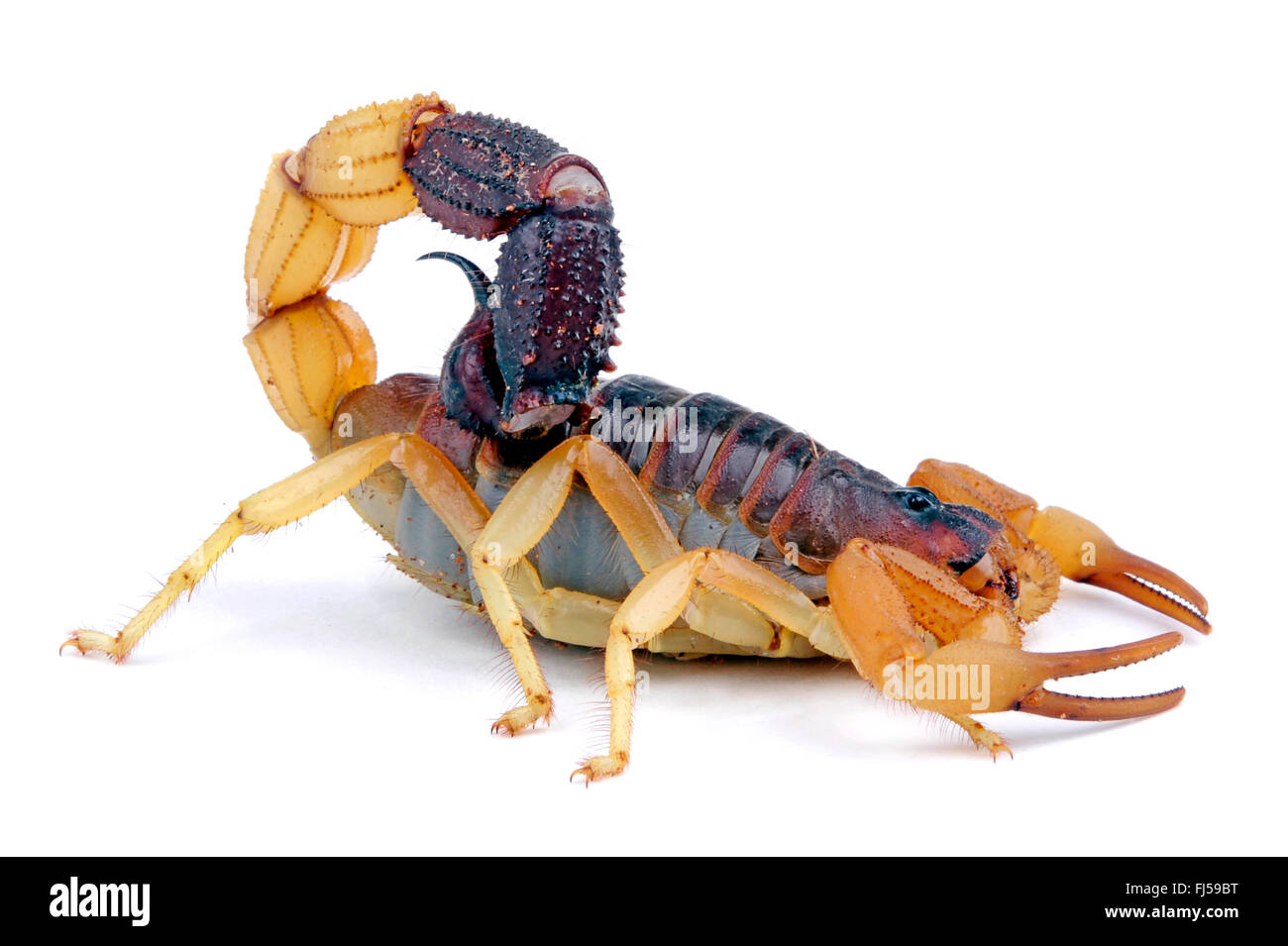 East african black-tipped thicktail scorpion, African black-tipped scorpion  (Parabuthus liosoma), in defence posture, cut-out Stock Photo