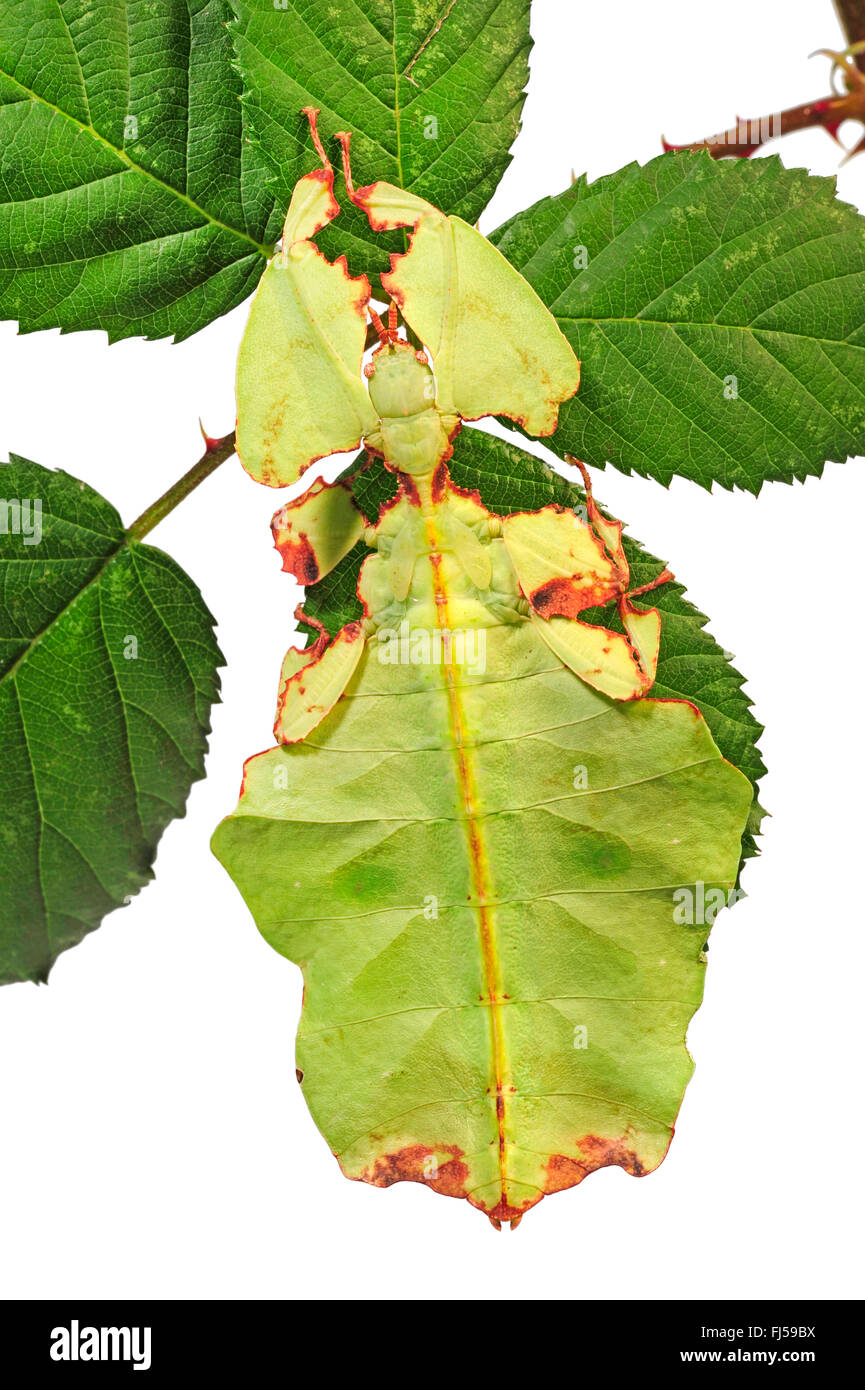 Celebes Leaf Insect, leaf insect, walking leave (Phyllium celebicum), female on blackberry leaf, cut out Stock Photo