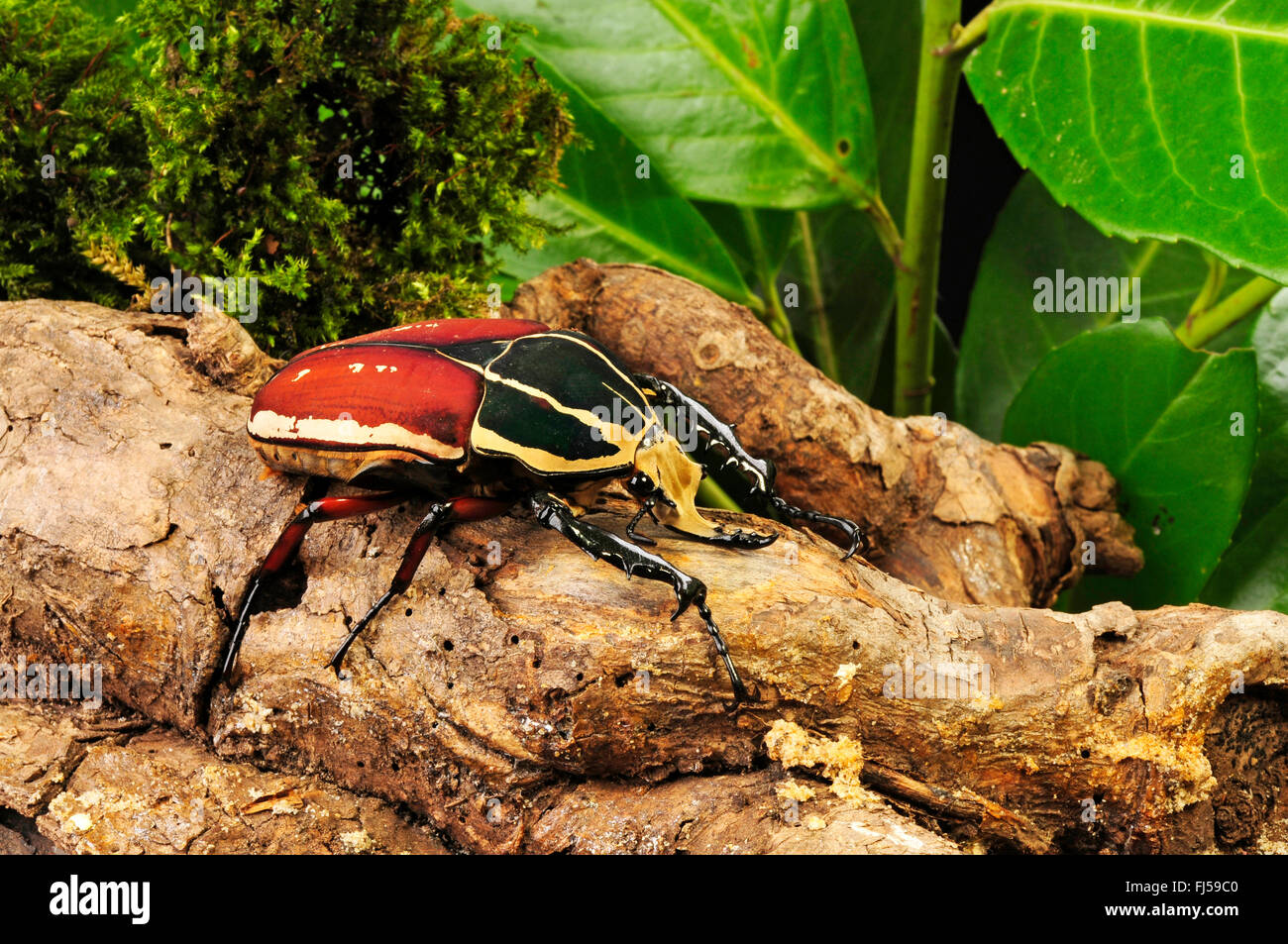 Flower chafer, flower chafer, flower beetle (Mecynorrhina torquata