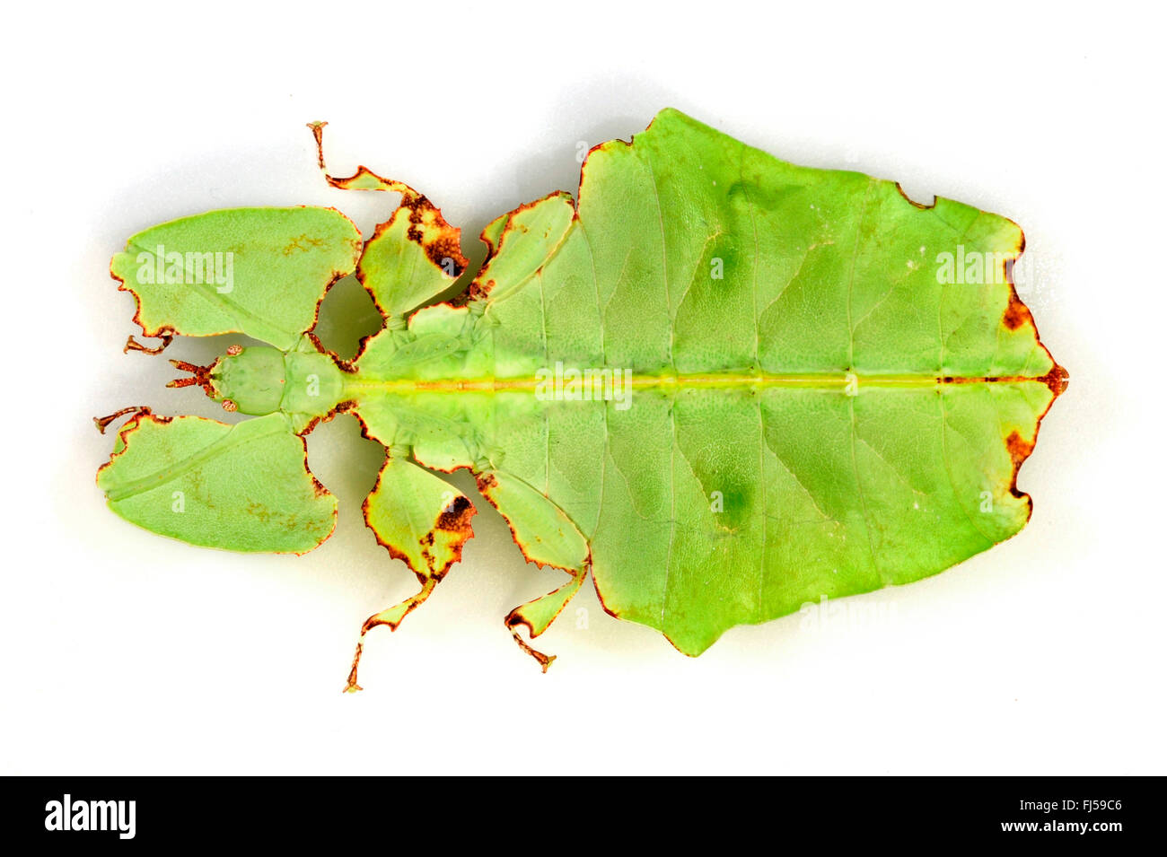 Celebes Leaf Insect, leaf insect, walking leave (Phyllium celebicum), female, cutted out Stock Photo