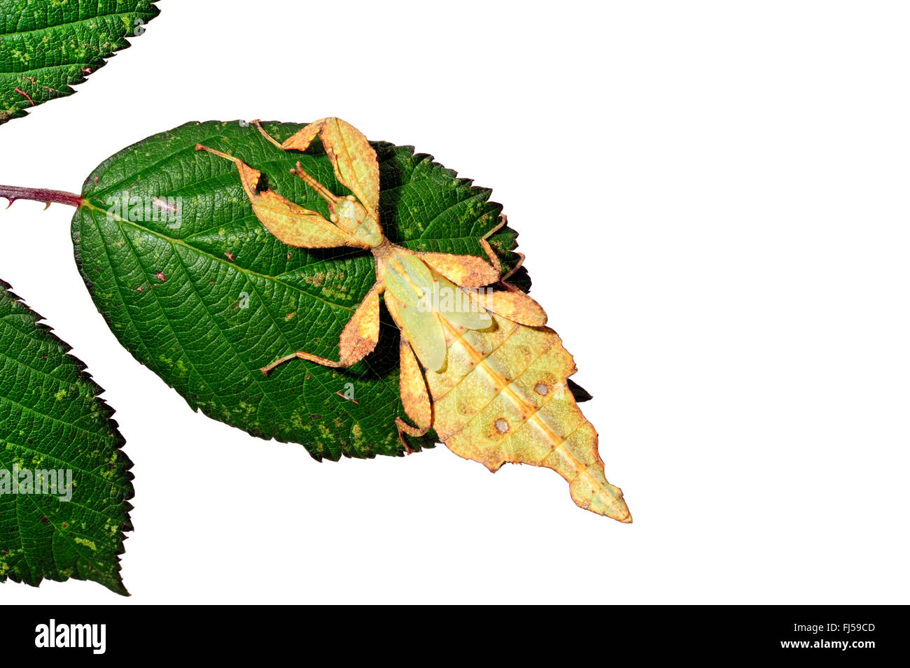 Celebes Leaf Insect, leaf insect, walking leave (Phyllium celebicum), male on blackberry leaf, cut out Stock Photo