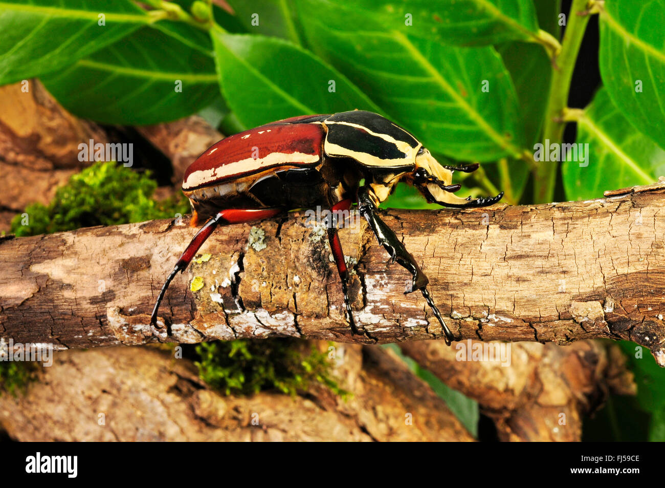 Flower chafer, flower chafer, flower beetle (Mecynorrhina torquata, Mecynorrhina torquata ugandensis), on deadwood Stock Photo