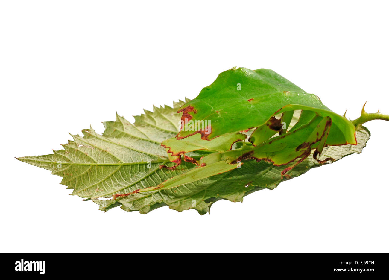Celebes Leaf Insect, leaf insect, walking leave (Phyllium celebicum), female on blackberry leaf, cut out Stock Photo