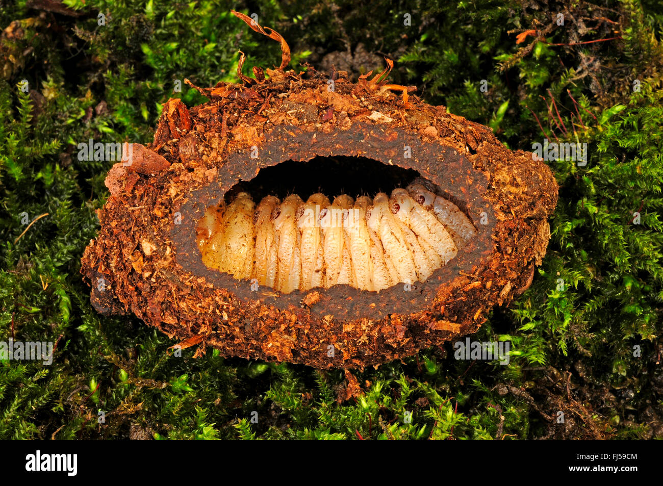 Flower chafer, flower chafer, flower beetle (Mecynorrhina savagei