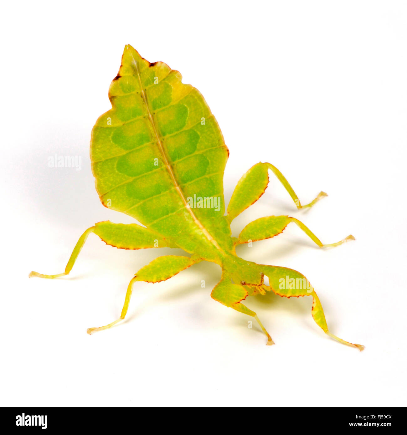 Celebes Leaf Insect, leaf insect, walking leave (Phyllium celebicum), female, cutted out Stock Photo