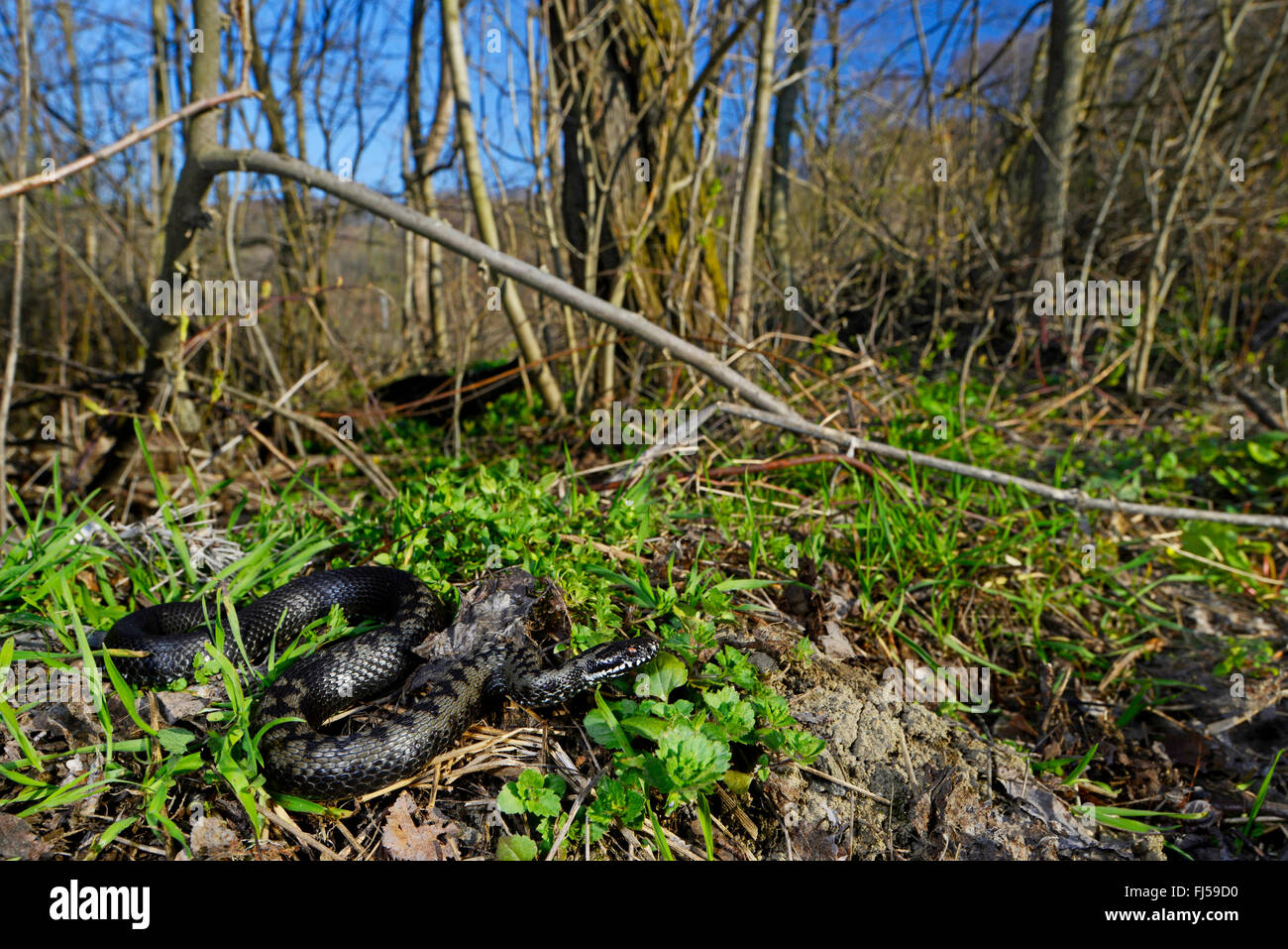 Nikolsky's adder, forest-steppe adder (Vipera nikolskii, Vipera berus nikolskii), malanistic individual, Romania Stock Photo