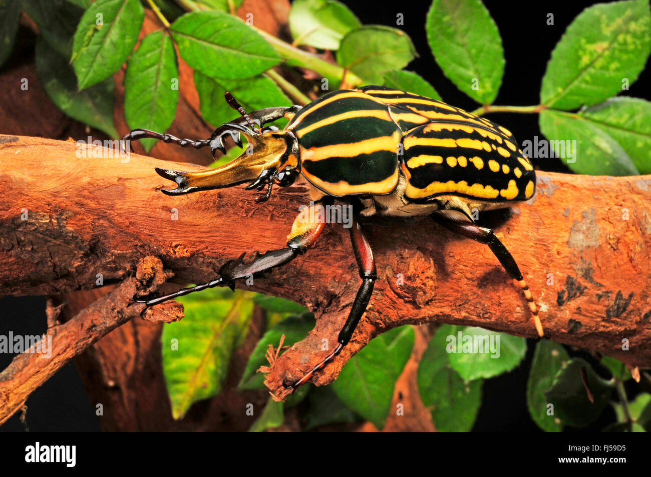 Flower chafer, flower chafer, flower beetle (Mecynorrhina savagei), on a branch Stock Photo