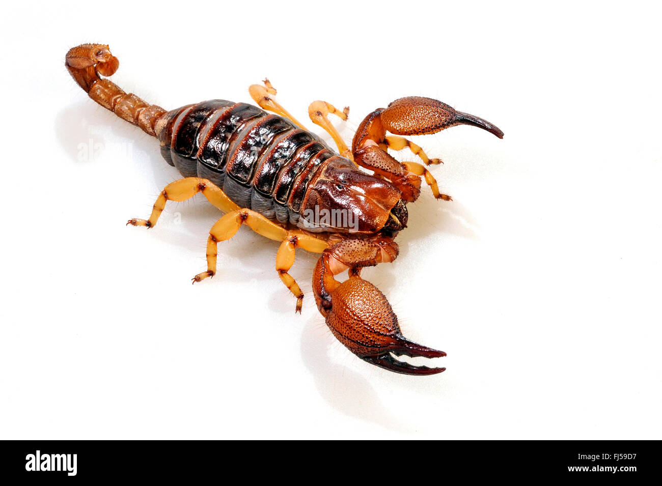 scorpion (Ophisthothalmus glabifrons), cut-out, South Africa Stock Photo