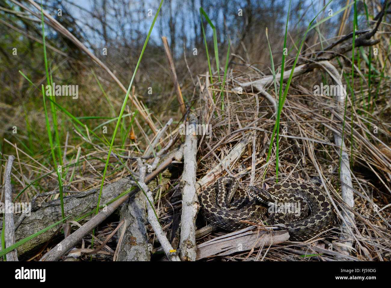 meadow viper, Orsini's viper (Vipera ursinii), rare meadow viper in the Romanian steppe , Romania, Moldau, Ia&#537;i Stock Photo