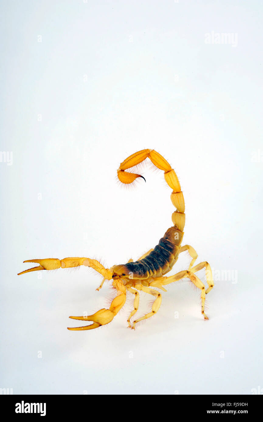 giant desert hairy scorpion, giant hairy scorpion, Arizona Desert hairy scorpion (Hadrurus arizonensis), dangerous scorpion in defence posture, cut-out Stock Photo