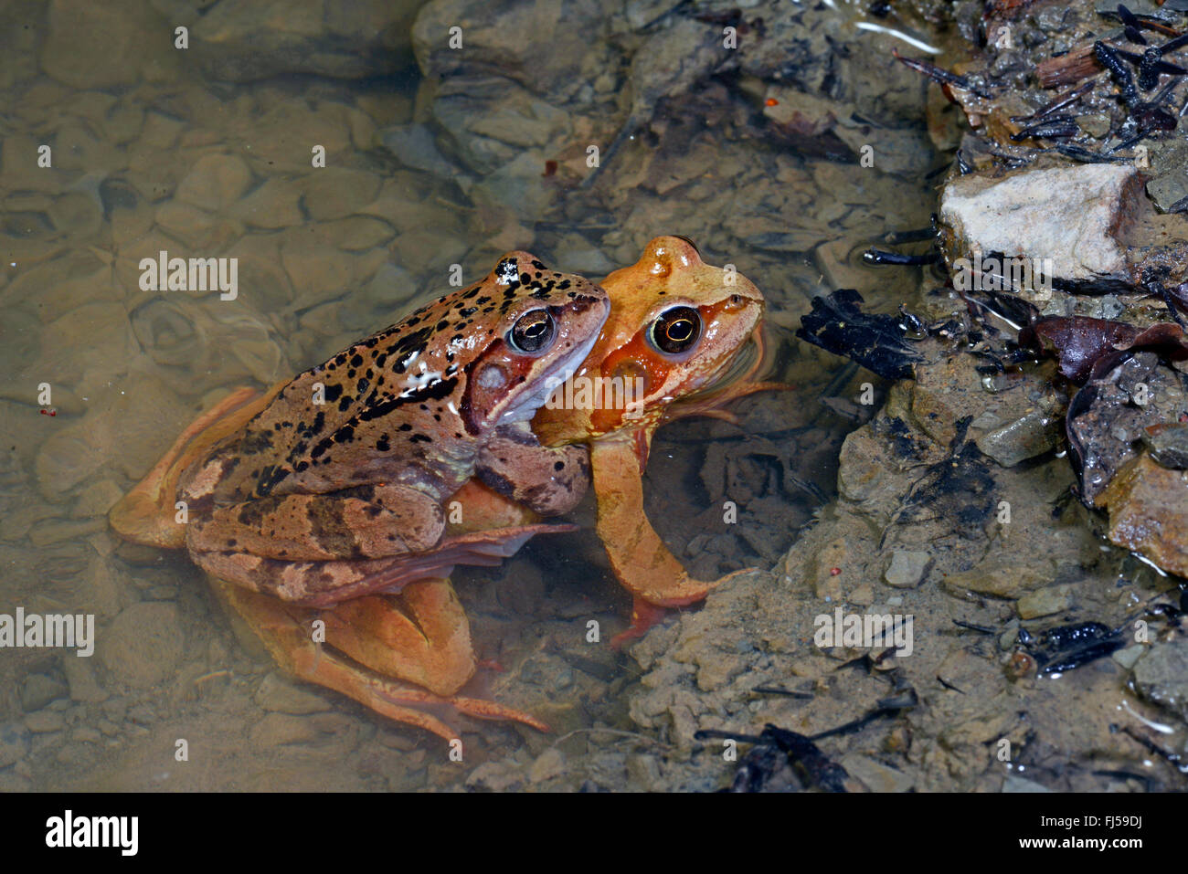 common frog, grass frog (Rana temporaria), mating in amplexus, Romania, Karpaten Stock Photo