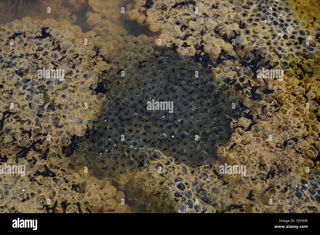 common frog, grass frog (Rana temporaria), lots of frog eggs in a muddy puddle, Romania, Karpaten Stock Photo