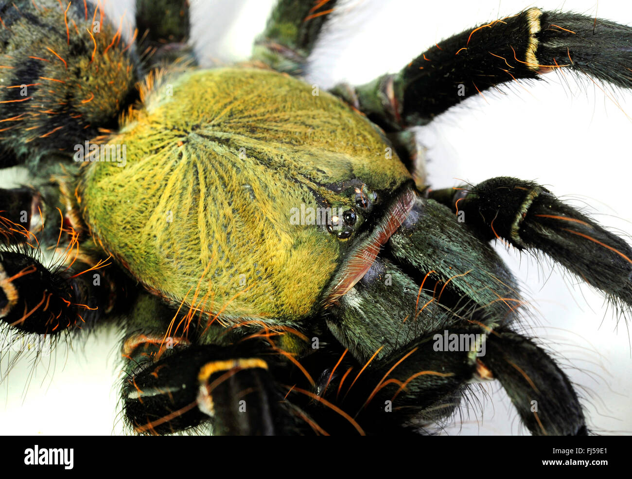 Malaysian Earthtiger Tarantula (Cyriopagopus schioedtei), portrait, Malaysia Stock Photo