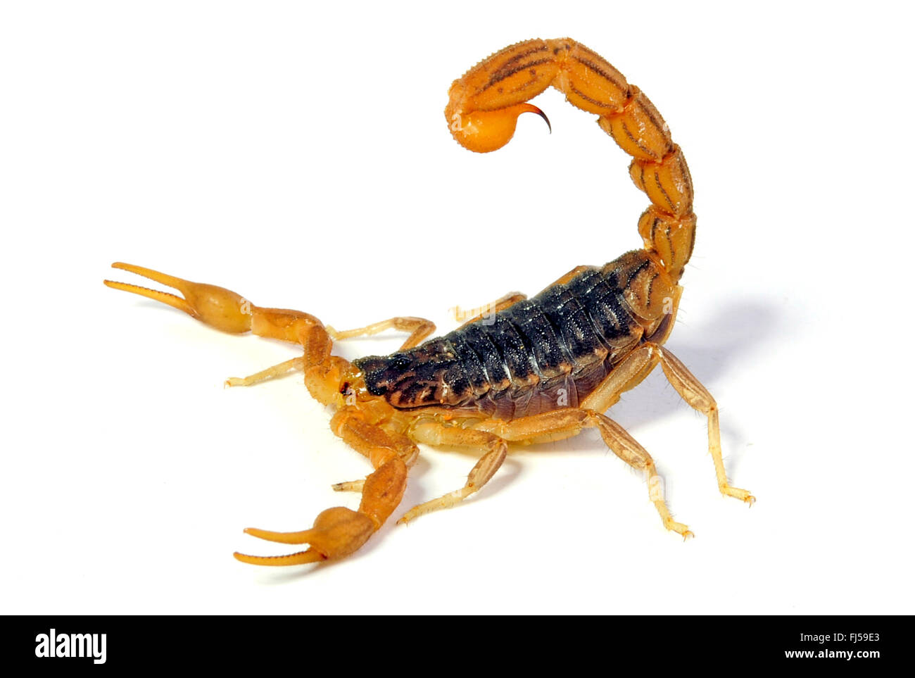 African scorpion (Hottentotta polystictus), dangerous scorpion from Africa Stock Photo