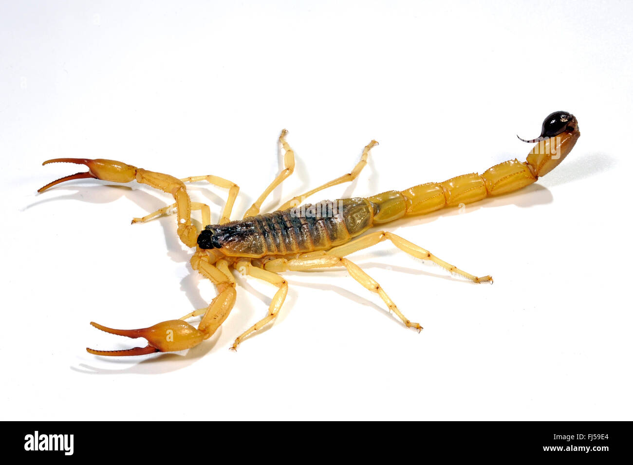 Saulcy's Scorpion  (Hottentotta saulcy), cut-out Stock Photo