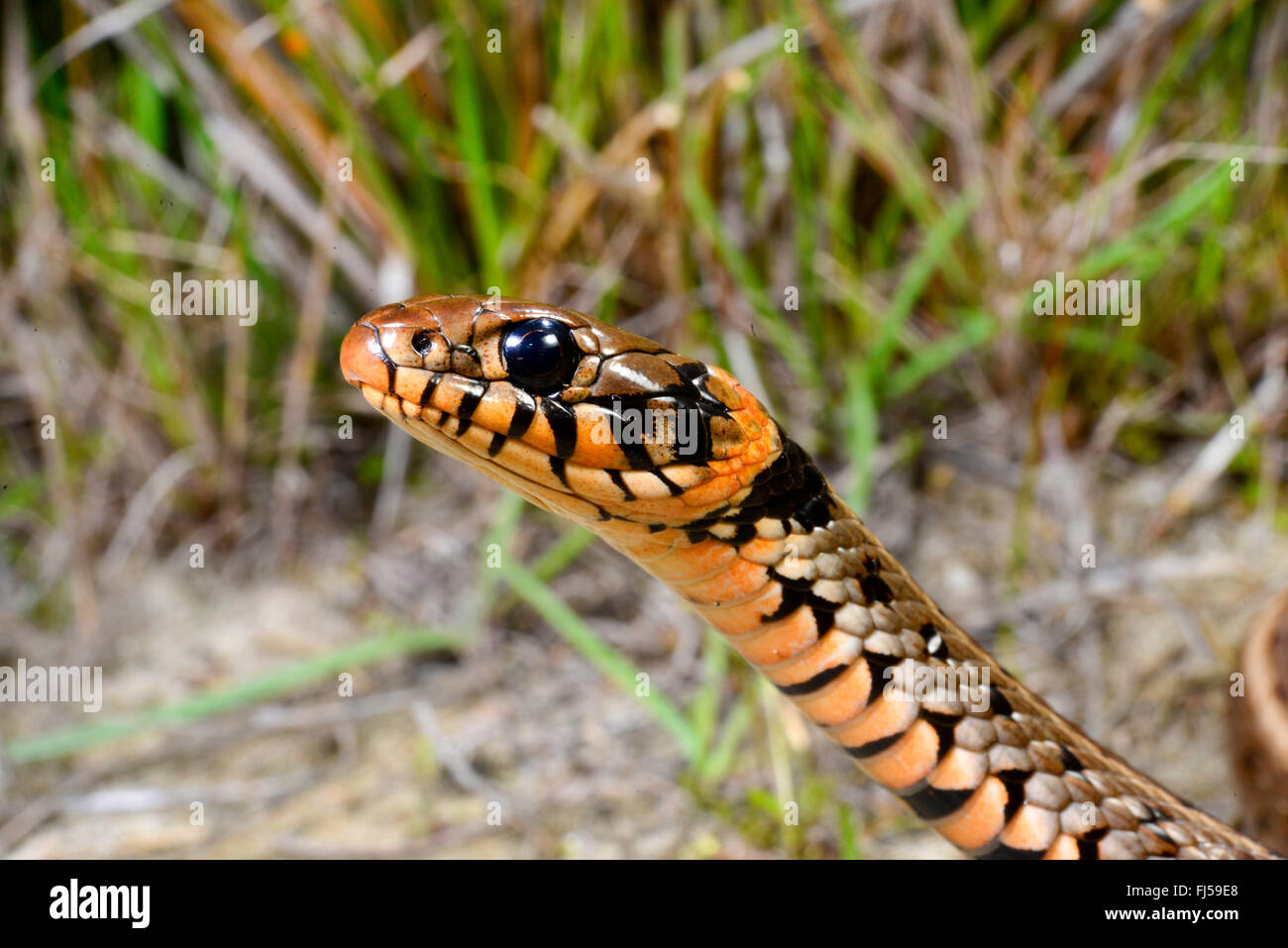 grass snake (Natrix natrix), portrait of an orange grass snake from Romania, Romania, Dobrudscha, Biosphaerenreservat Donaudelta Stock Photo