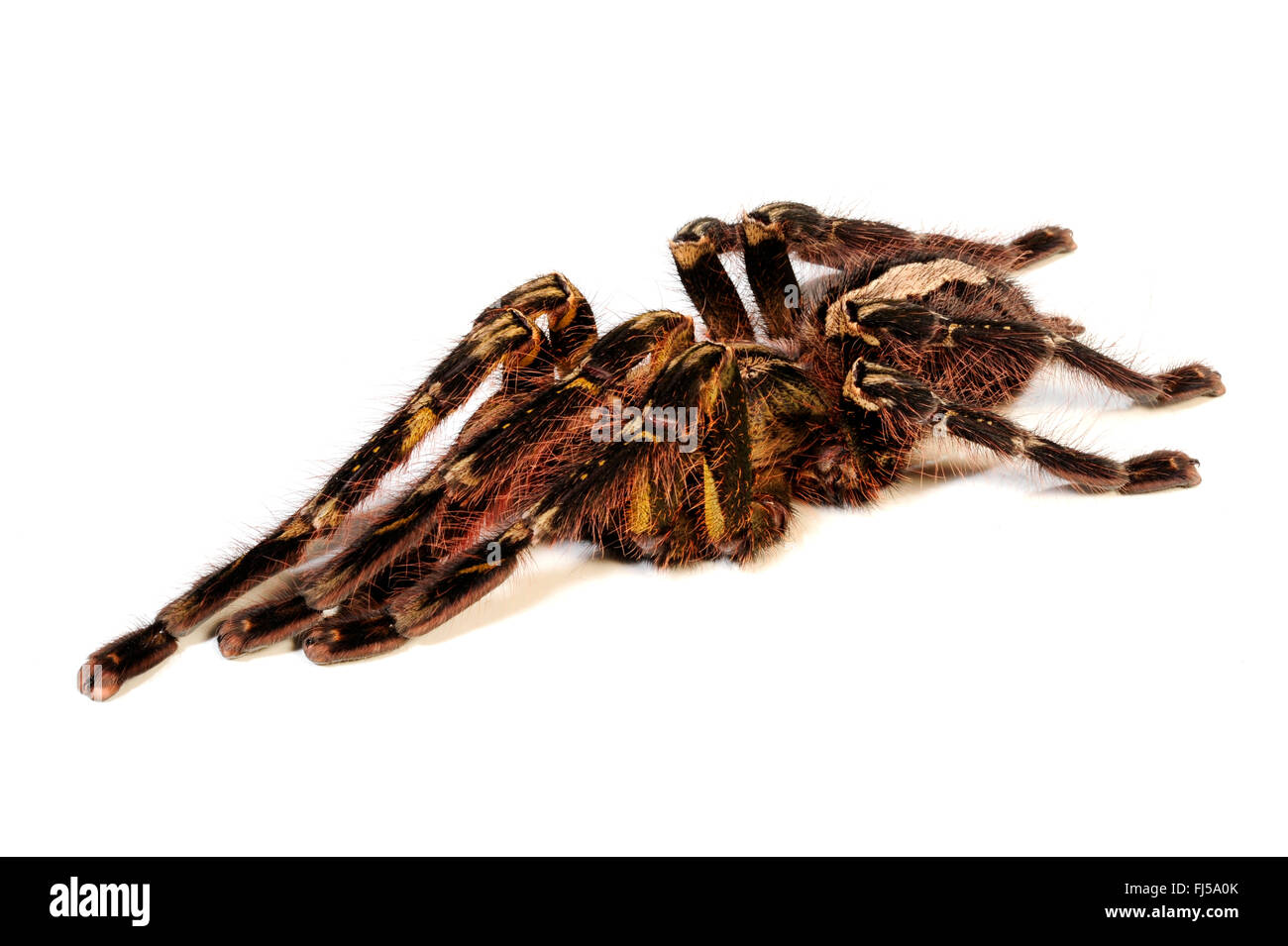 Fringed ornamental tarantula (Poecilotheria ornata), cutout, Sri Lanka