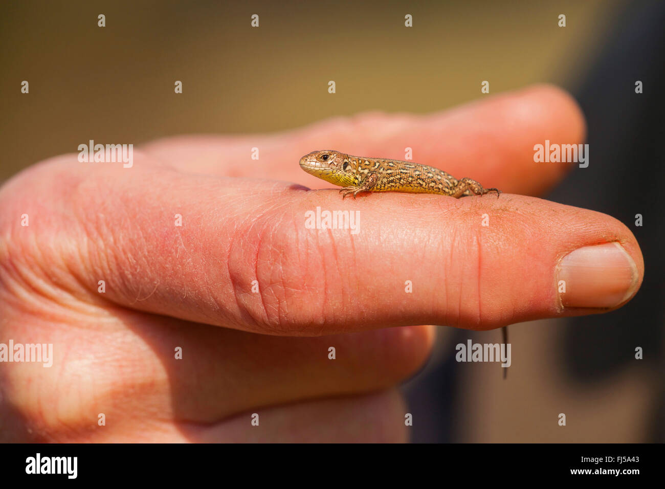 sand lizard (Lacerta agilis), juvenile on a Hand, Germany, Rhineland-Palatinate Stock Photo