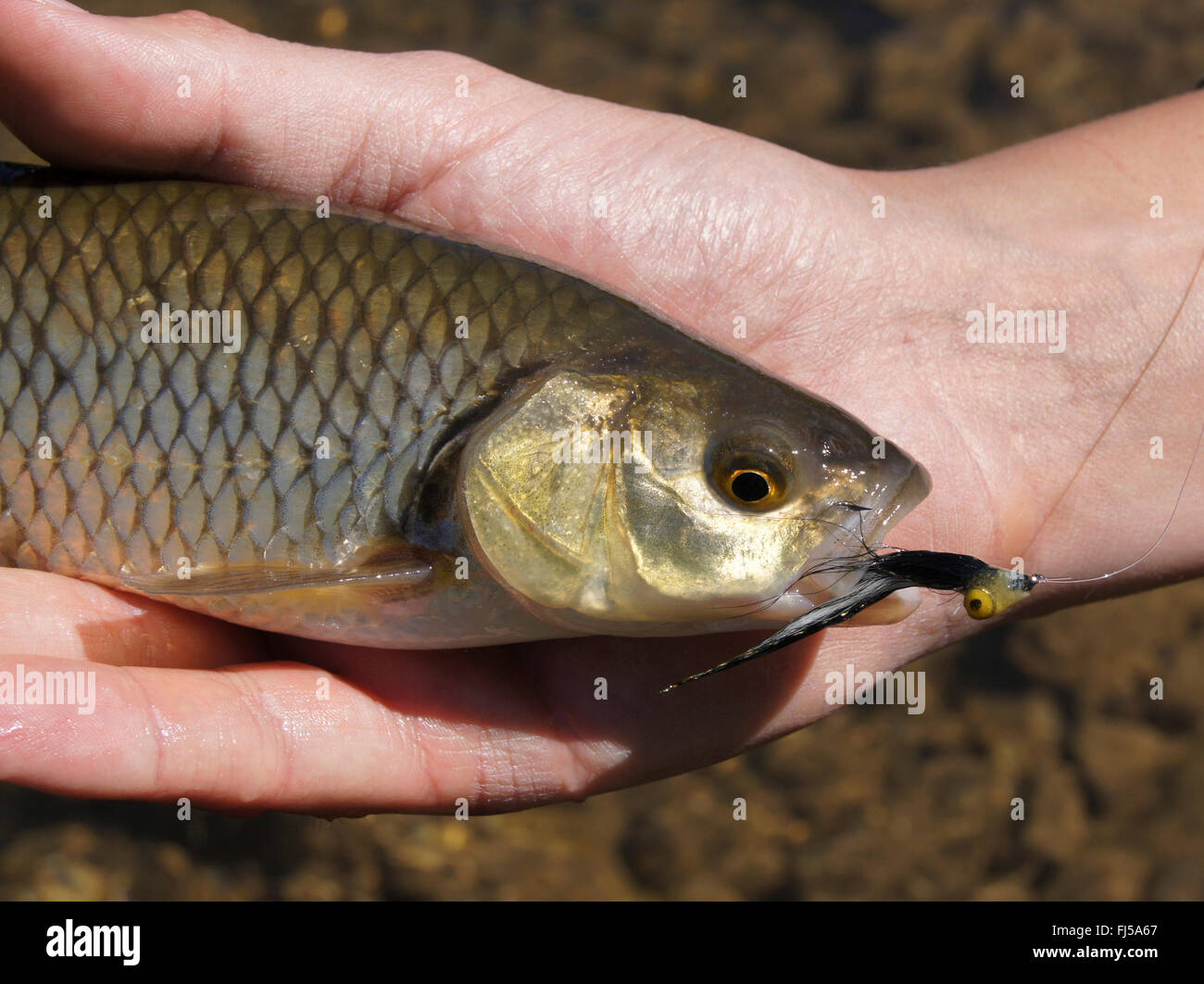 chub (Leuciscus cephalus), man presenting a freshly caught chub with fishhook in the mouth, Germany Stock Photo