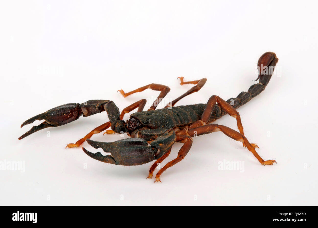 Greek scorpion (Lurus dufoureius dufoureius, Lurus dufoureius), cut-out, Greece, Peloponnese, Mani, Areopolis Stock Photo
