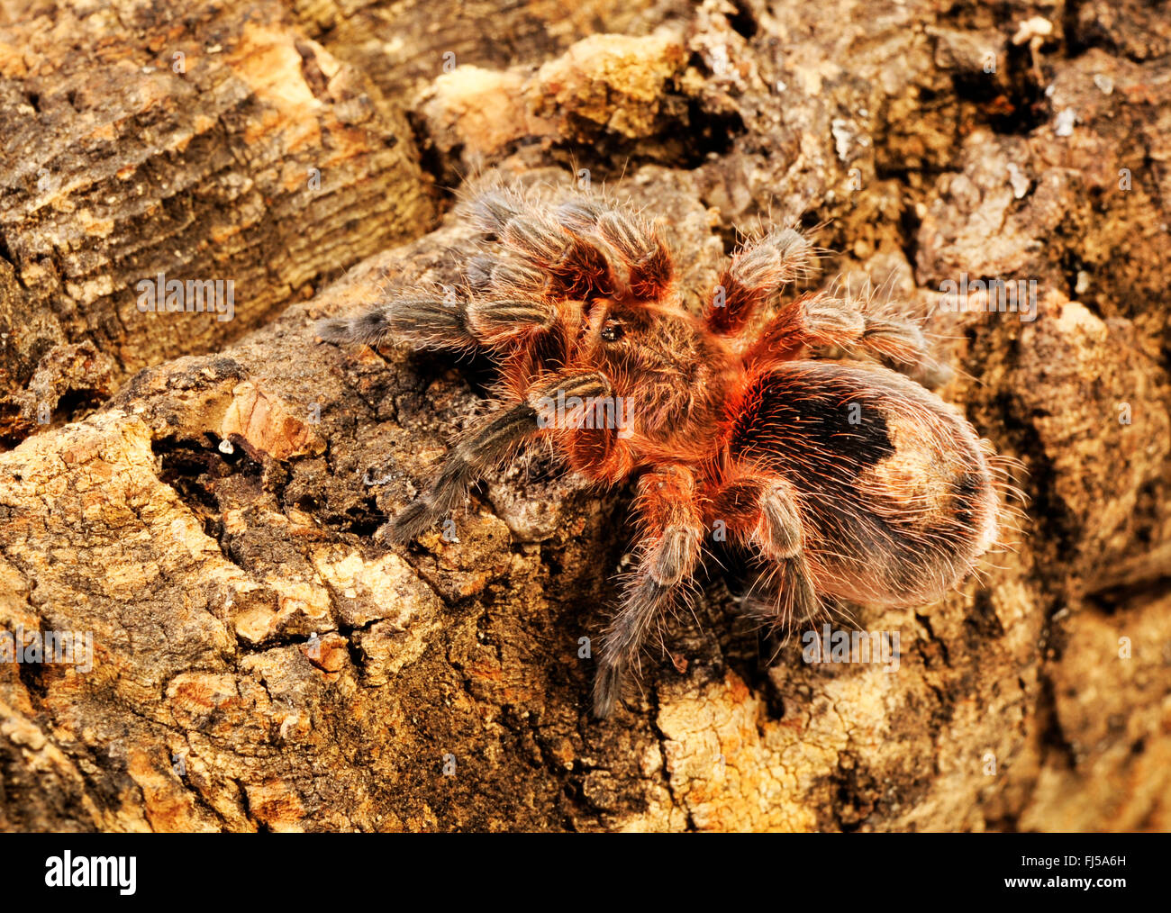 Chilean Copper Tarantula (Paraphysa scrofa), geobiontic bird spider from South America, Chile Stock Photo