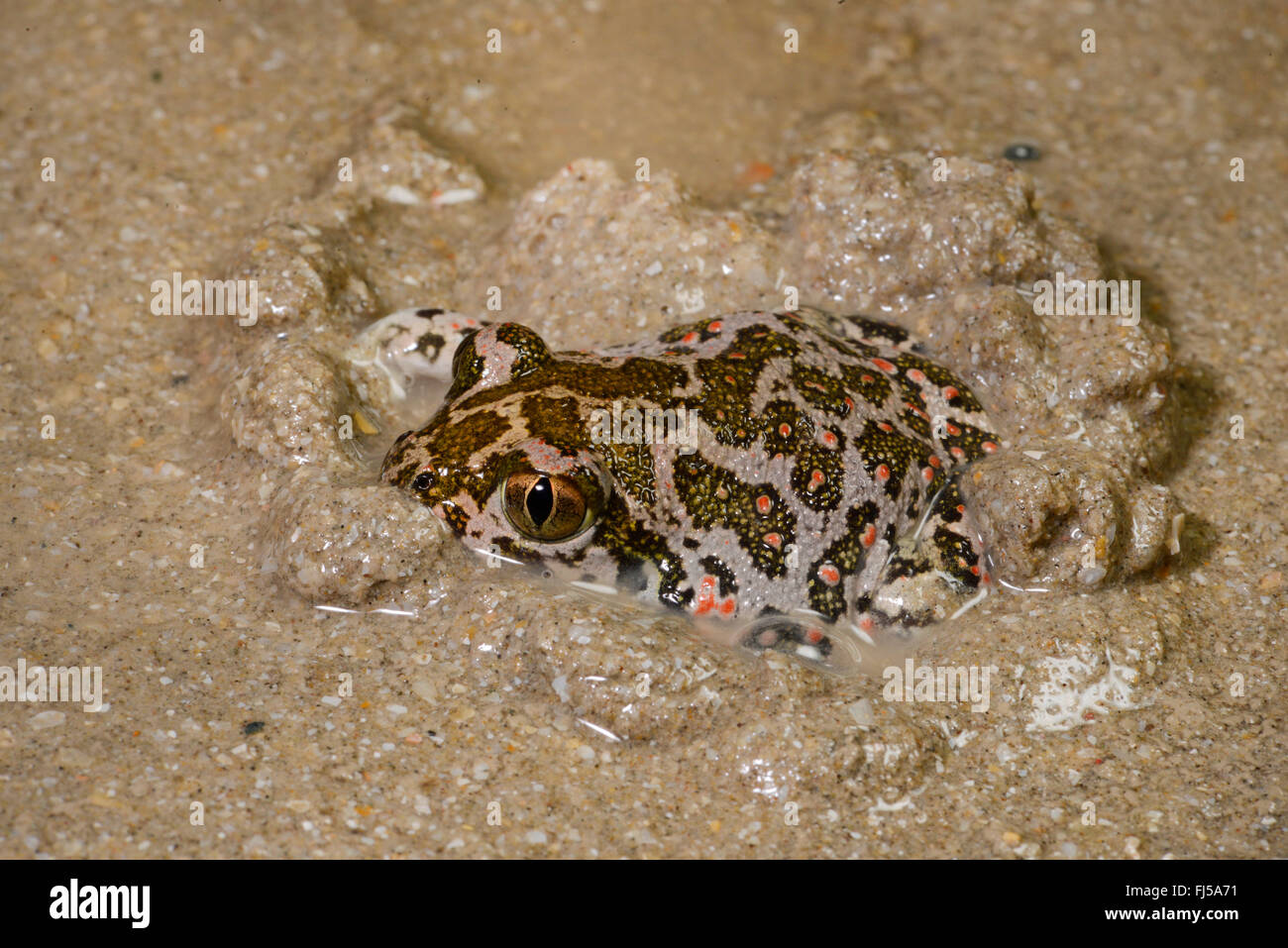 Eastern European spadefoot, Syrian spadefoot (Pelobates syriacus), Syrian spadefoot digging in sandy ground, Romania, Dobrudscha, Donaudelta, Donau-Delta, Vadu Stock Photo