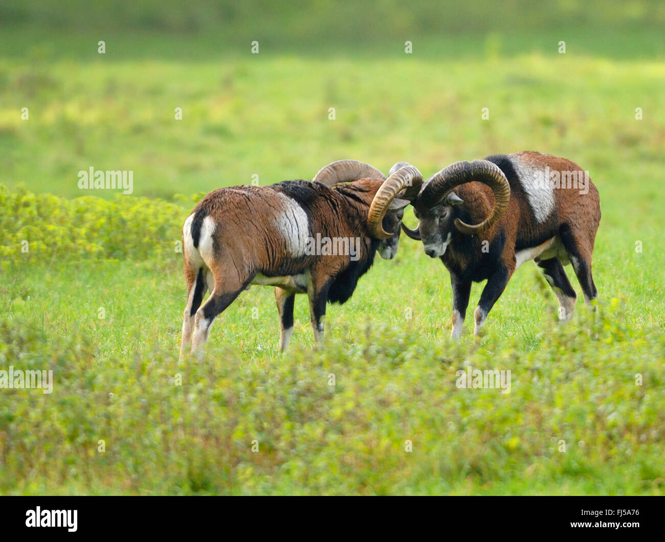 Mouflon (Ovis musimon, Ovis gmelini musimon, Ovis orientalis musimon), mouflon rams in rut, Germany Stock Photo