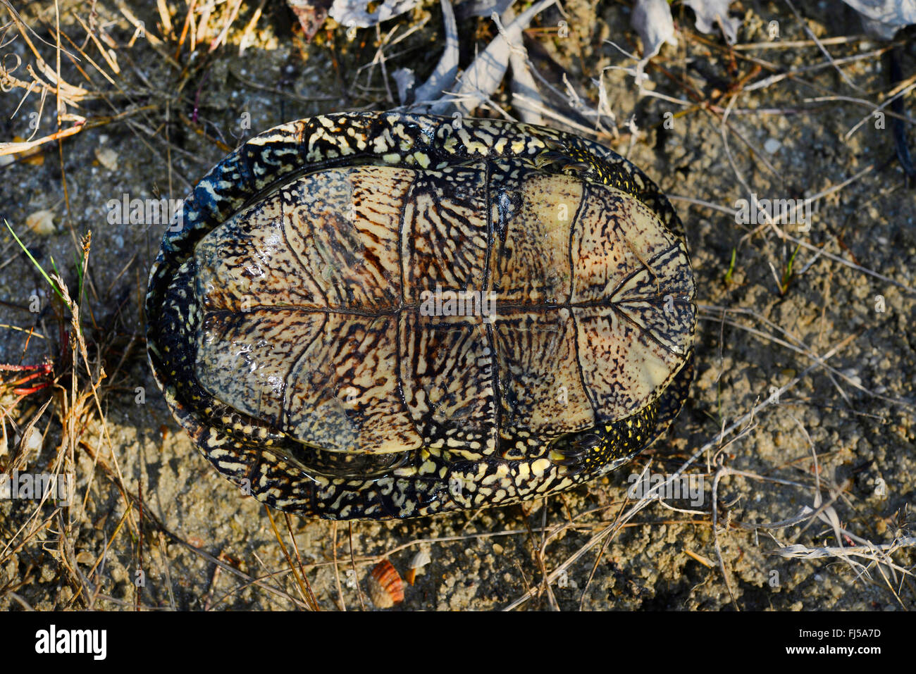 European pond terrapin, European pond turtle, European pond tortoise