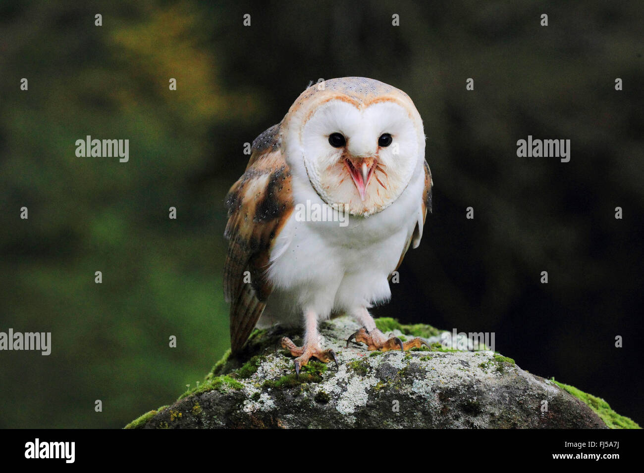 Barn owl (Tyto alba), sitting on a stone, front view, Germany Stock Photo