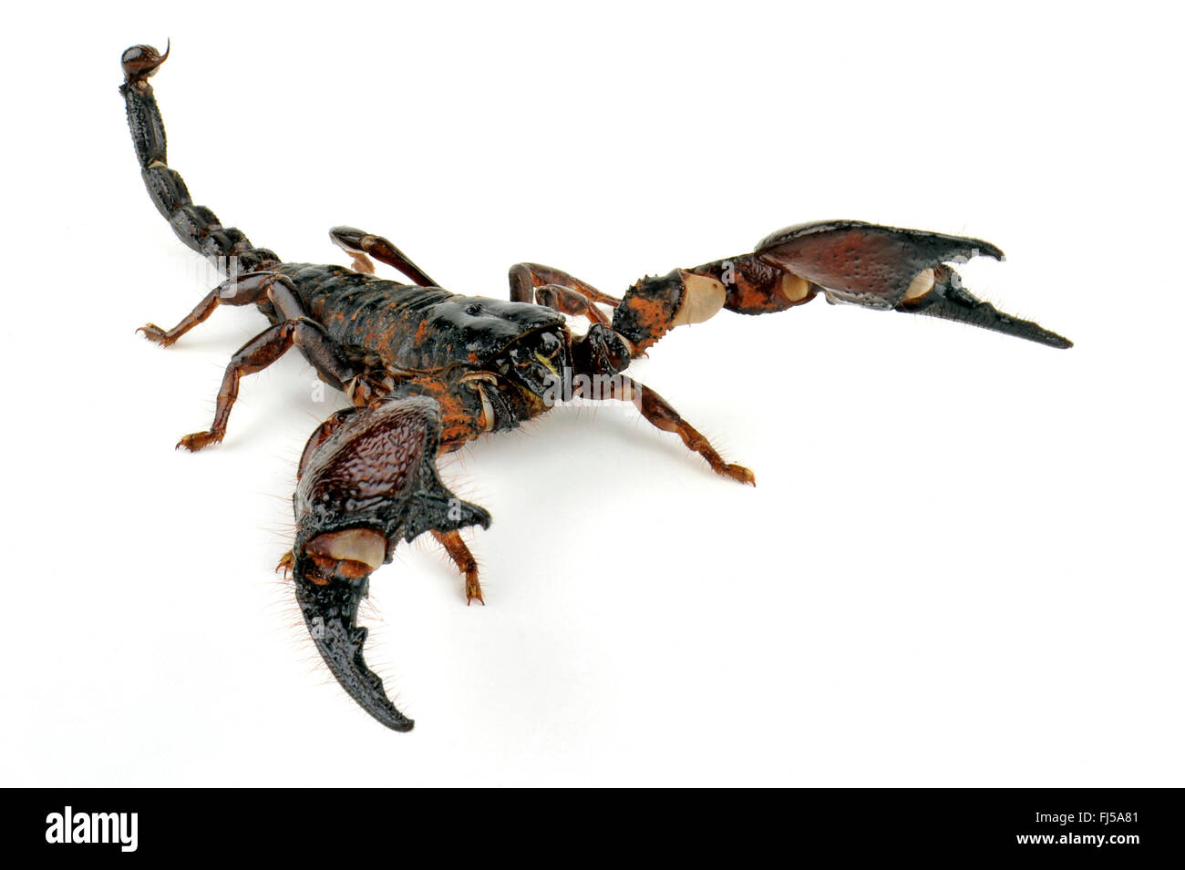 Tanzanian Red Clawed Scorpion (Pandinus cavimanus), in defence posture Stock Photo