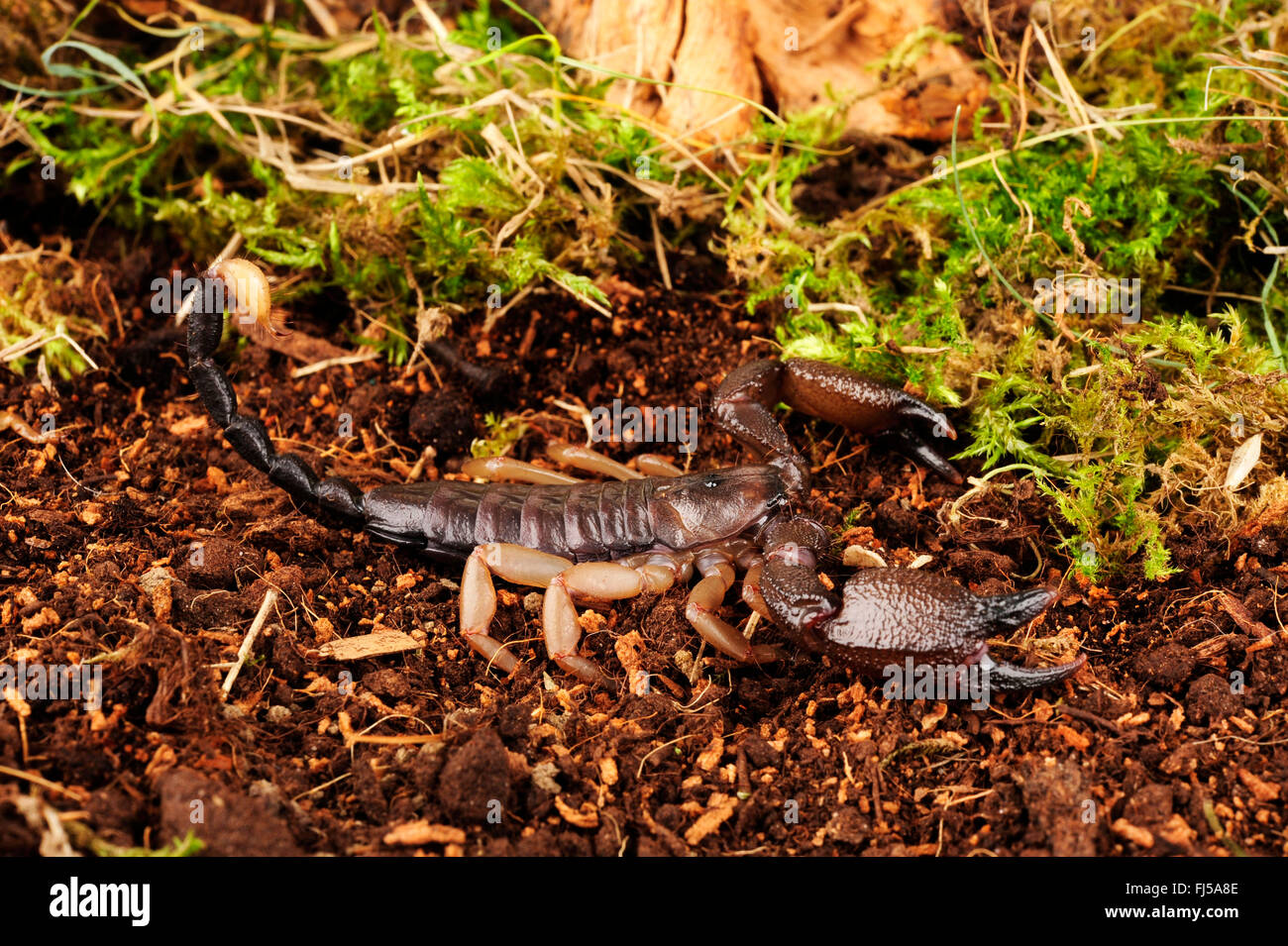 African scorpion (Opisthacanthus rugiceps), in defence posture Stock Photo