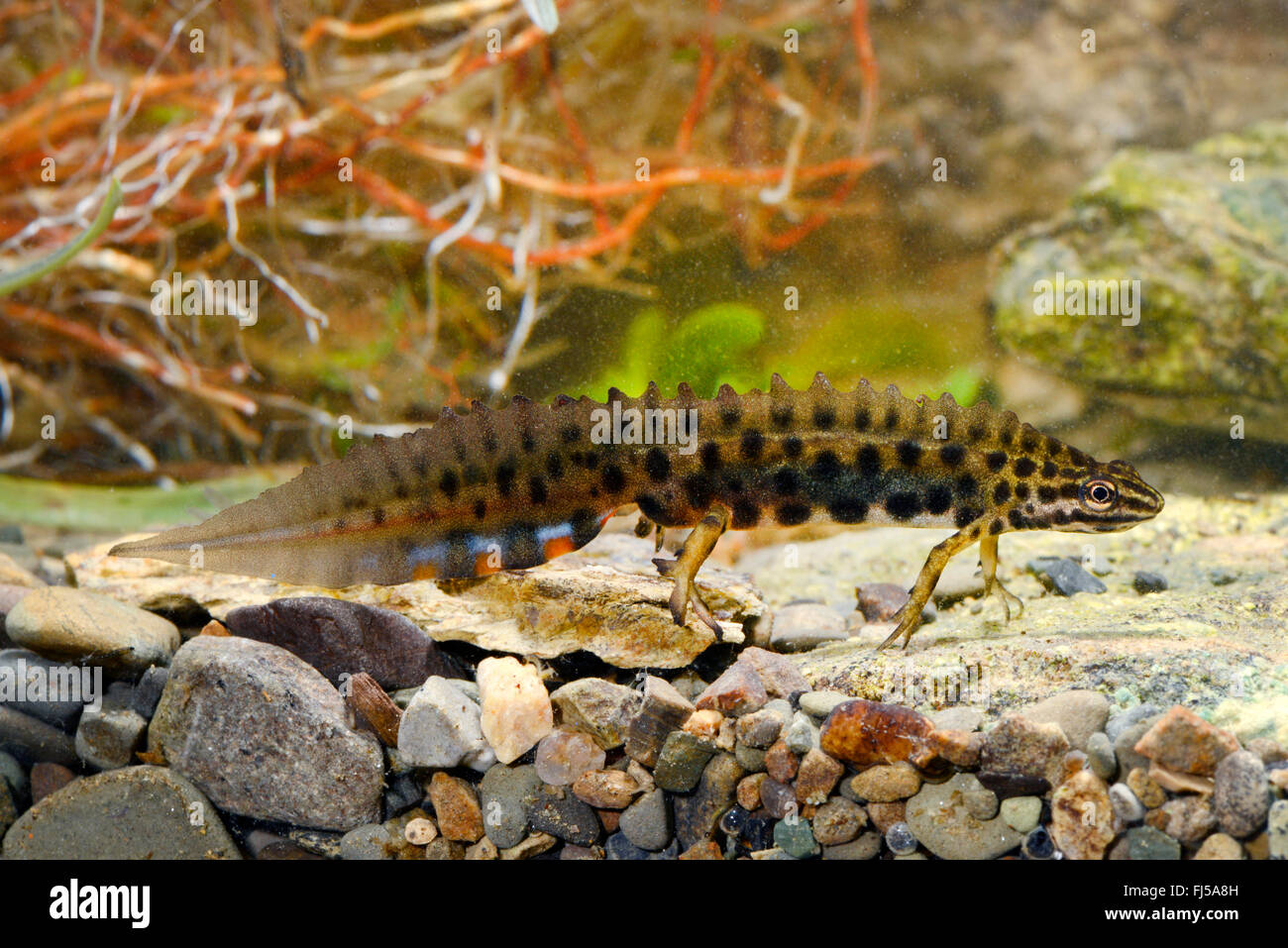 smooth newt (Triturus vulgaris, Lissotriton vulgaris ), male under water, Romania, Karpaten Stock Photo