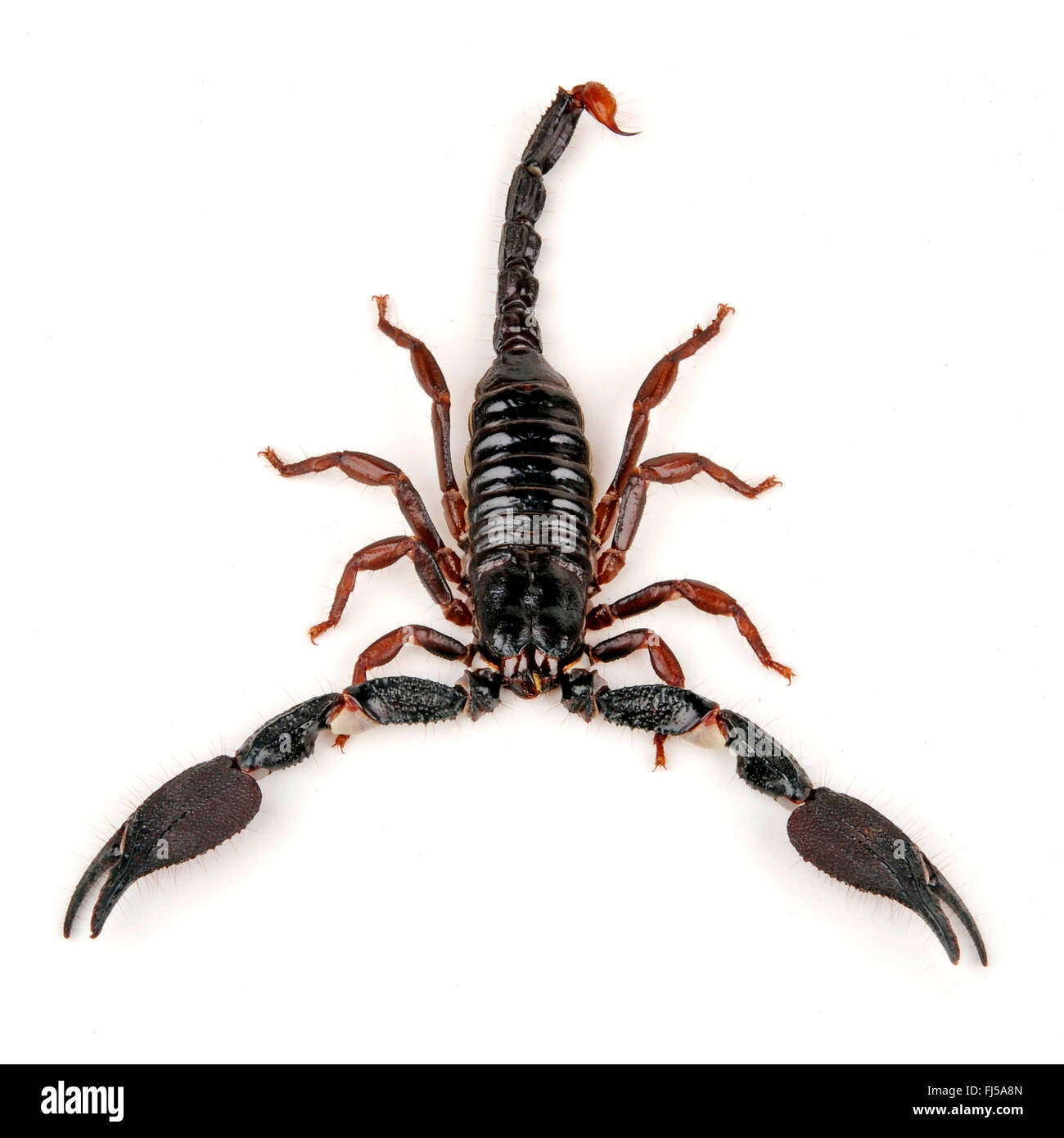 Asean scorpion (Heterometrus mysorensis), in defence posture, cut-out Stock Photo